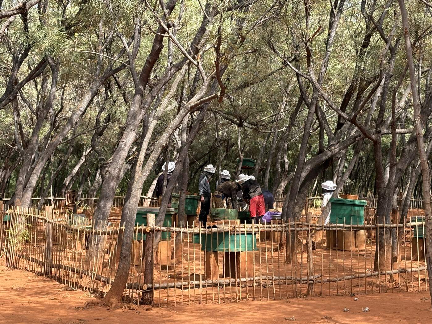 Rucher clôturé sous les arbres de la forêt plantée, ruches vertes, apiculteurs en tenue
